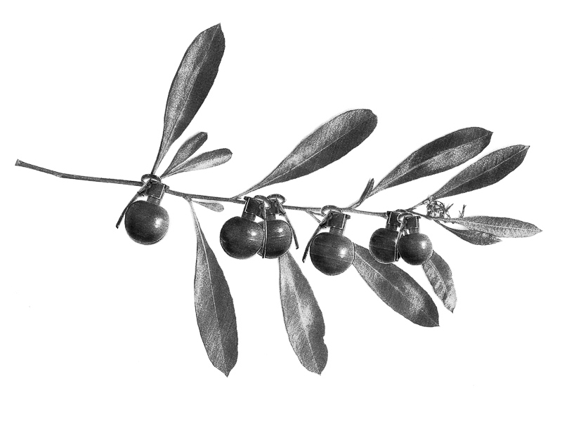 olive branch